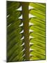 Palm Leaf, Nicoya Pennisula, Costa Rica, Central America-R H Productions-Mounted Photographic Print