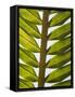 Palm Leaf, Nicoya Pennisula, Costa Rica, Central America-R H Productions-Framed Stretched Canvas