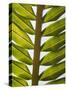 Palm Leaf, Nicoya Pennisula, Costa Rica, Central America-R H Productions-Stretched Canvas