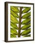 Palm Leaf, Nicoya Pennisula, Costa Rica, Central America-R H Productions-Framed Photographic Print