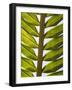 Palm Leaf, Nicoya Pennisula, Costa Rica, Central America-R H Productions-Framed Photographic Print