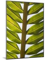 Palm Leaf, Nicoya Pennisula, Costa Rica, Central America-R H Productions-Mounted Photographic Print