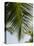 Palm Leaf, Nicoya Pennisula, Costa Rica-Robert Harding-Stretched Canvas