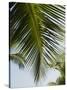 Palm Leaf, Nicoya Pennisula, Costa Rica-Robert Harding-Stretched Canvas