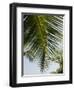 Palm Leaf, Nicoya Pennisula, Costa Rica-Robert Harding-Framed Photographic Print