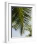 Palm Leaf, Nicoya Pennisula, Costa Rica-Robert Harding-Framed Photographic Print