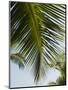 Palm Leaf, Nicoya Pennisula, Costa Rica-Robert Harding-Mounted Photographic Print