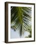 Palm Leaf, Nicoya Pennisula, Costa Rica-Robert Harding-Framed Photographic Print