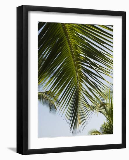 Palm Leaf, Nicoya Pennisula, Costa Rica-Robert Harding-Framed Photographic Print