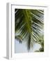 Palm Leaf, Nicoya Pennisula, Costa Rica-Robert Harding-Framed Photographic Print