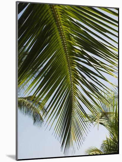 Palm Leaf, Nicoya Pennisula, Costa Rica-Robert Harding-Mounted Photographic Print