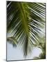 Palm Leaf, Nicoya Pennisula, Costa Rica-Robert Harding-Mounted Photographic Print