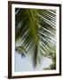 Palm Leaf, Nicoya Pennisula, Costa Rica-Robert Harding-Framed Photographic Print