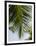 Palm Leaf, Nicoya Pennisula, Costa Rica-Robert Harding-Framed Photographic Print