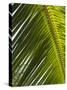 Palm Leaf, Nicoya Pennisula, Costa Rica-Robert Harding-Stretched Canvas