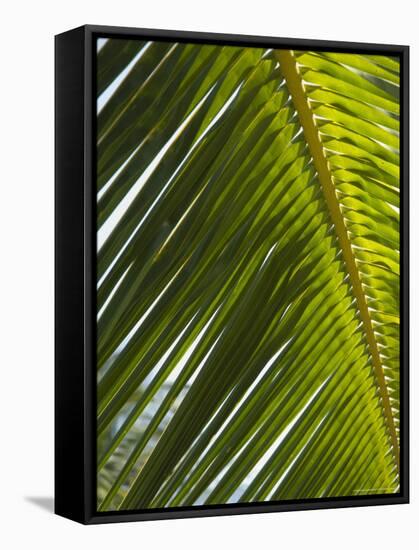 Palm Leaf, Nicoya Pennisula, Costa Rica-Robert Harding-Framed Stretched Canvas