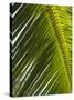 Palm Leaf, Nicoya Pennisula, Costa Rica-Robert Harding-Stretched Canvas