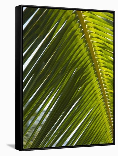 Palm Leaf, Nicoya Pennisula, Costa Rica-Robert Harding-Framed Stretched Canvas