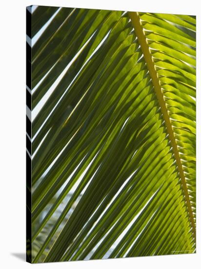 Palm Leaf, Nicoya Pennisula, Costa Rica-Robert Harding-Stretched Canvas