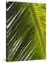 Palm Leaf, Nicoya Pennisula, Costa Rica-Robert Harding-Stretched Canvas
