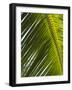 Palm Leaf, Nicoya Pennisula, Costa Rica-Robert Harding-Framed Photographic Print