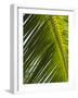 Palm Leaf, Nicoya Pennisula, Costa Rica-Robert Harding-Framed Photographic Print