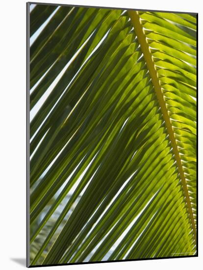 Palm Leaf, Nicoya Pennisula, Costa Rica-Robert Harding-Mounted Photographic Print