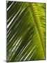 Palm Leaf, Nicoya Pennisula, Costa Rica-Robert Harding-Mounted Photographic Print