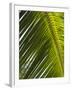 Palm Leaf, Nicoya Pennisula, Costa Rica-Robert Harding-Framed Photographic Print