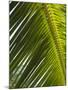 Palm Leaf, Nicoya Pennisula, Costa Rica-Robert Harding-Mounted Photographic Print