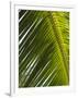 Palm Leaf, Nicoya Pennisula, Costa Rica-Robert Harding-Framed Photographic Print