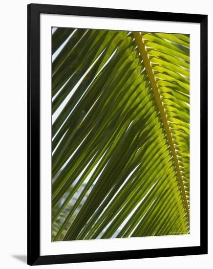 Palm Leaf, Nicoya Pennisula, Costa Rica-Robert Harding-Framed Photographic Print