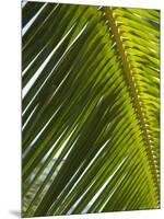 Palm Leaf, Nicoya Pennisula, Costa Rica-Robert Harding-Mounted Photographic Print