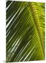 Palm Leaf, Nicoya Pennisula, Costa Rica-Robert Harding-Mounted Photographic Print