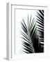 Palm Leaf silhouettes with simple geometry.jpg-Dominique Vari-Framed Art Print