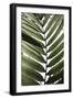 Palm Leaves 24-Mareike Böhmer-Framed Giclee Print