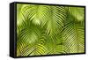 Palm Leaves, Maui, Hawaii, USA-Charles Gurche-Framed Stretched Canvas