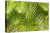 Palm Leaves, Maui, Hawaii, USA-Charles Gurche-Stretched Canvas