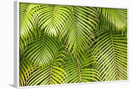 Palm Leaves, Maui, Hawaii, USA-Charles Gurche-Framed Photographic Print