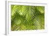 Palm Leaves, Maui, Hawaii, USA-Charles Gurche-Framed Photographic Print