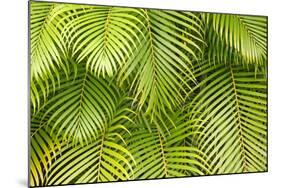 Palm Leaves, Maui, Hawaii, USA-Charles Gurche-Mounted Photographic Print