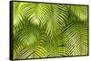 Palm Leaves, Maui, Hawaii, USA-Charles Gurche-Framed Stretched Canvas