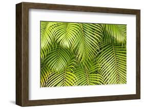 Palm Leaves, Maui, Hawaii, USA-Charles Gurche-Framed Photographic Print