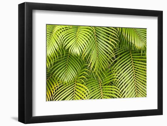 Palm Leaves, Maui, Hawaii, USA-Charles Gurche-Framed Photographic Print