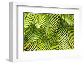 Palm Leaves, Maui, Hawaii, USA-Charles Gurche-Framed Photographic Print