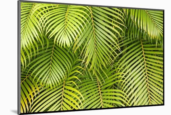 Palm Leaves, Maui, Hawaii, USA-Charles Gurche-Mounted Photographic Print