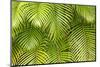 Palm Leaves, Maui, Hawaii, USA-Charles Gurche-Mounted Photographic Print