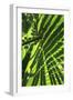 Palm Leaves-Dr. Keith Wheeler-Framed Photographic Print