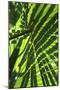 Palm Leaves-Dr. Keith Wheeler-Mounted Photographic Print