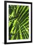 Palm Leaves-Dr. Keith Wheeler-Framed Photographic Print